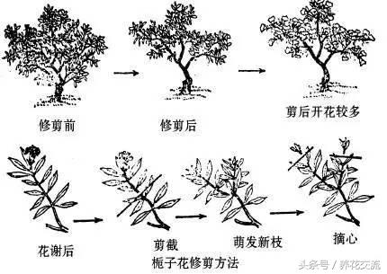 老农教我的7种枝条修剪，养的花年年开满一大盆
