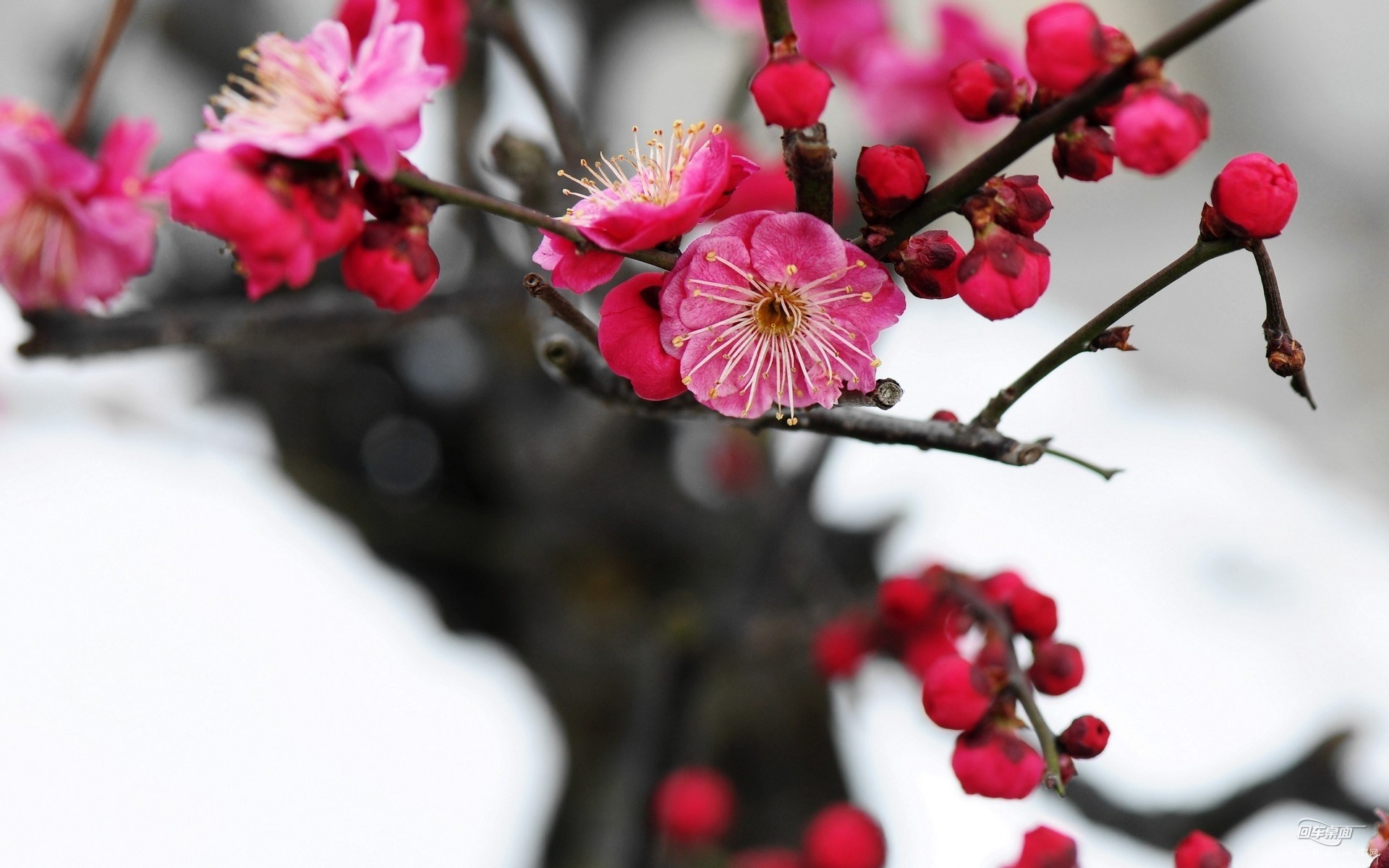 咏梅吟诵完整版,姜夔著名的咏梅诗