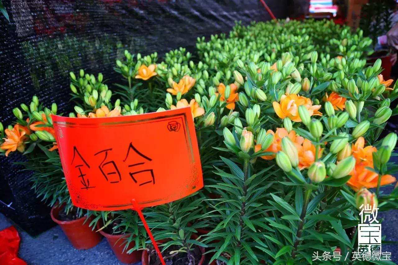 英德美丽的花街,英德花街