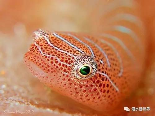 变性、伪装、雌雄同体--谁是微距世界的奇葩?