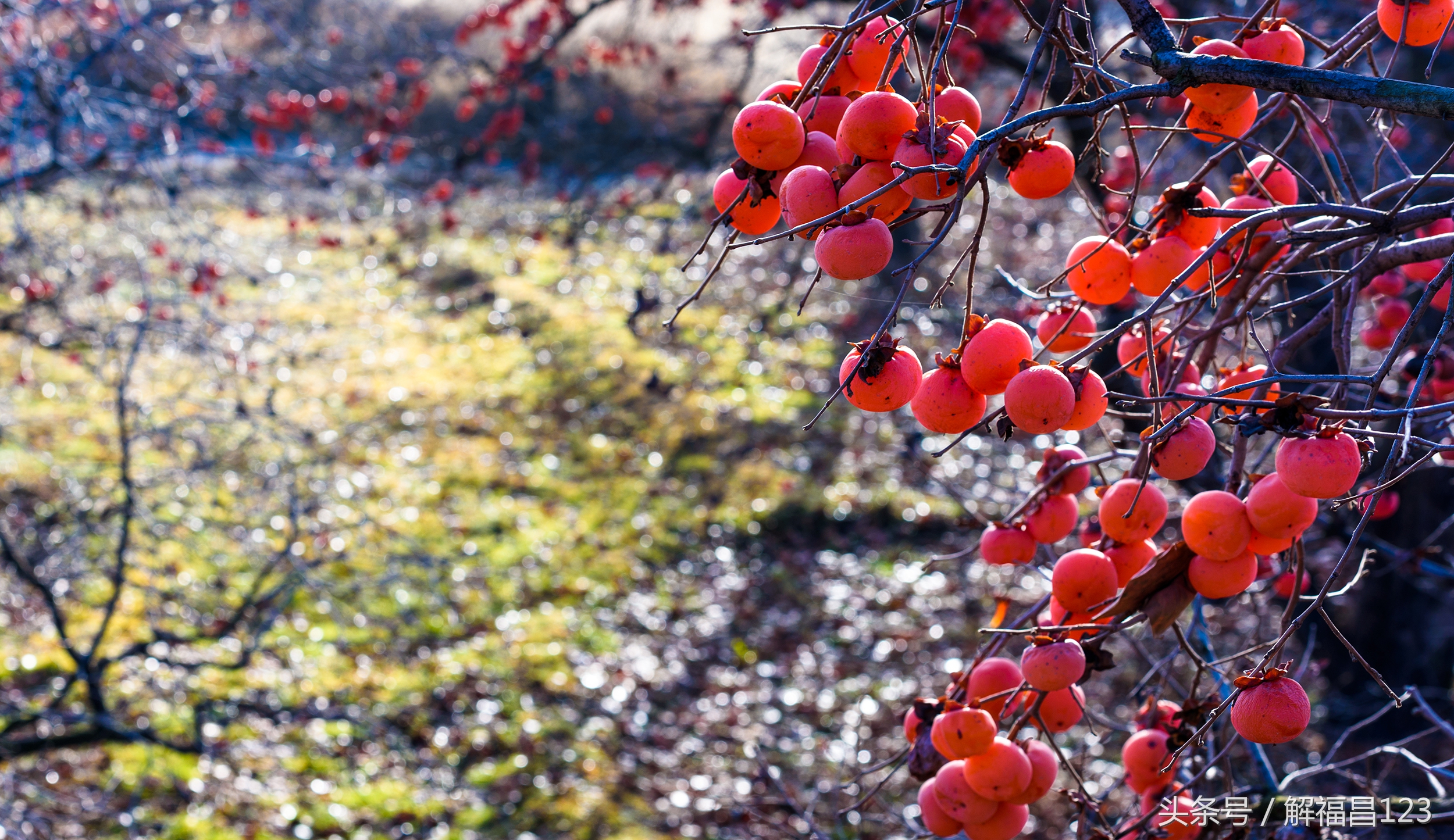 山西省万荣县柿子酒,山西酿造柿子酒