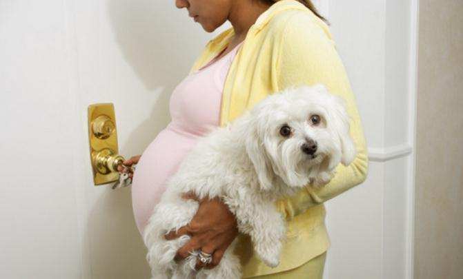 怀孕和宠物接触对胎儿有影响吗,家里有宠物怀孕后有影响吗