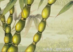 葫芦竹为什么不长,家里种的葫芦不旺怎么办