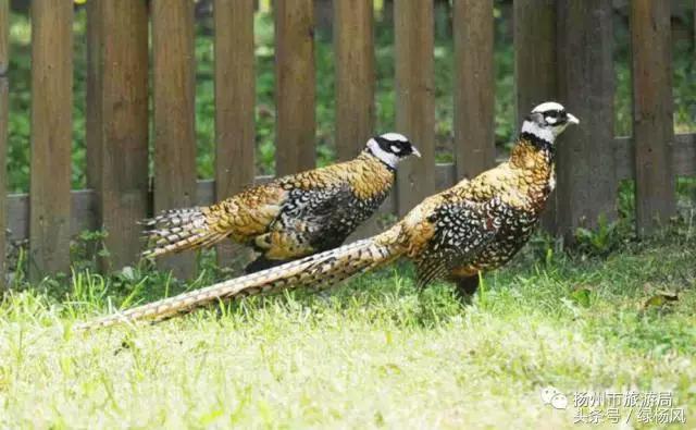 老扬州也不知道!扬州竟然有这么多和鸡有关的东东!