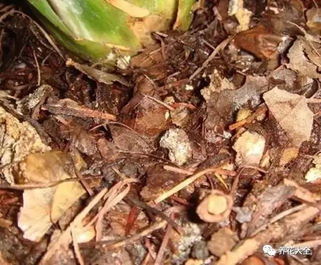 养花小技巧牡丹吊兰图解,绿萝吊兰怎么养成瀑布