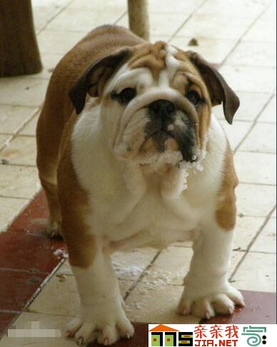 纯黑狗狗品种大全,狗狗品种大全智商排名