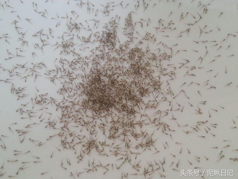 养泥鳅有什么猫腻,泥鳅养殖骗局大揭秘视频