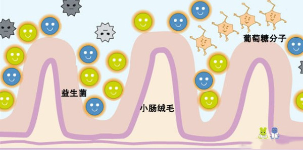 孕期吃益生菌能预防过敏吗,益生菌对肠道真的有帮助吗