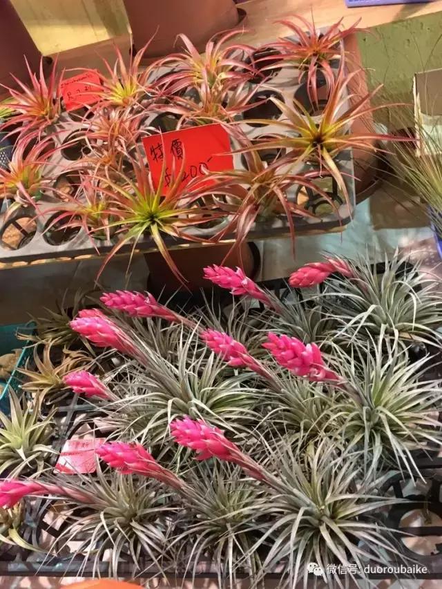 台湾寻肉之旅：小玲带你逛春节的台北花市！