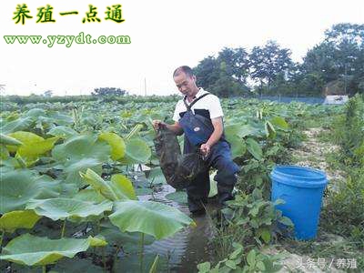 泥鳅养殖的常见养殖模式,泥鳅养殖技术怎样养泥鳅
