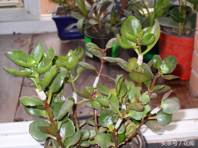 可以用长寿花做砧木嫁接长寿花吗,怎样让一棵长寿花嫁接多种颜色