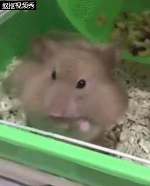 仓鼠吃得特别胖两颊塞满食物,小仓鼠有没有吃多被撑死的