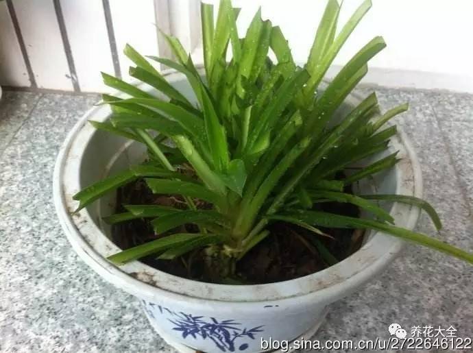 养花小技巧牡丹吊兰图解,绿萝吊兰怎么养成瀑布