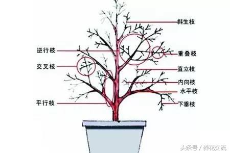 老农教我的7种枝条修剪，养的花年年开满一大盆
