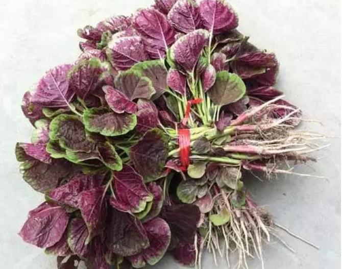 不知道怀孕吃了很多不该吃的东西,不知道怀孕吃了各种食物