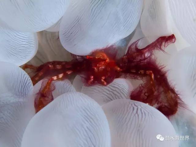 变性、伪装、雌雄同体--谁是微距世界的奇葩?