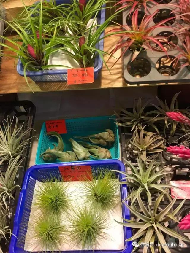 台湾寻肉之旅：小玲带你逛春节的台北花市！