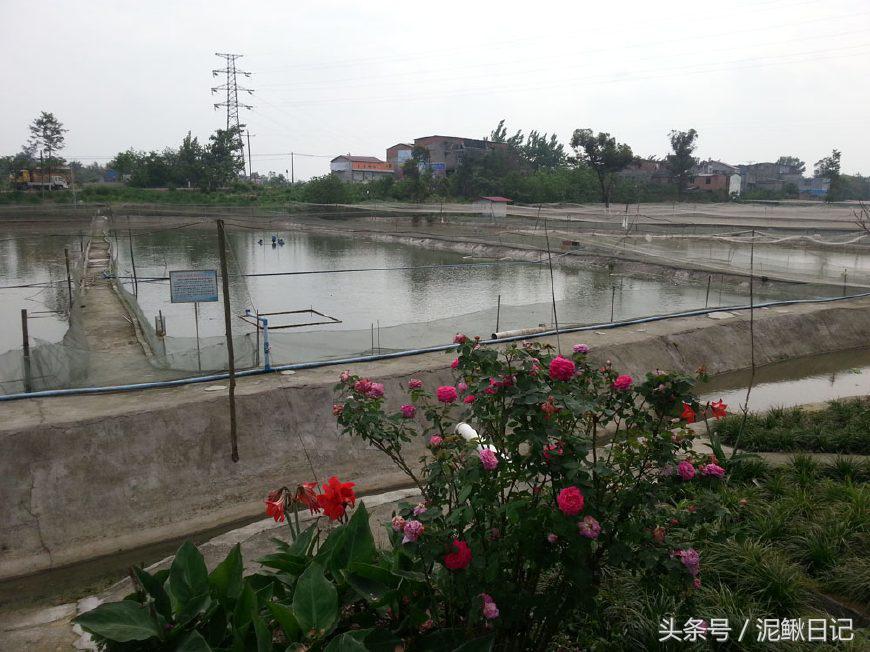 养殖创业潜规则,想创业养殖应该从何开始