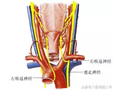 喉返神经的解剖视频,损伤喉上神经和喉返神经的区别