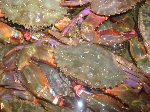 秦皇岛海鲜吃到爽,秦皇岛海港区吃海鲜靠谱便宜