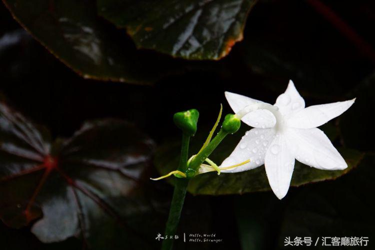 汇客厅2020,狮城新加坡旅游掠影