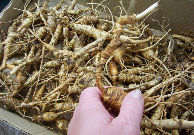 西洋参片泡茶功效,西洋参5大功效五种禁忌