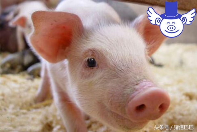 猪生病了吃什么草药好呢,猪吃点什么药可以预防疾病