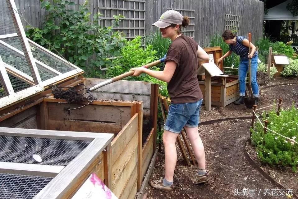 用菜叶和树叶哪个堆肥好,树叶和菜叶哪个做堆肥更好