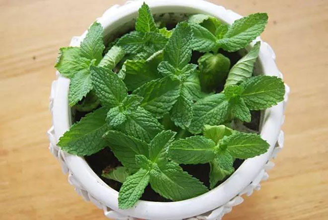 厕所异味放点什么植物,什么植物能吸收厕所的臭气