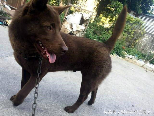 棕色中华田园犬长大的样子,深棕色中华田园犬