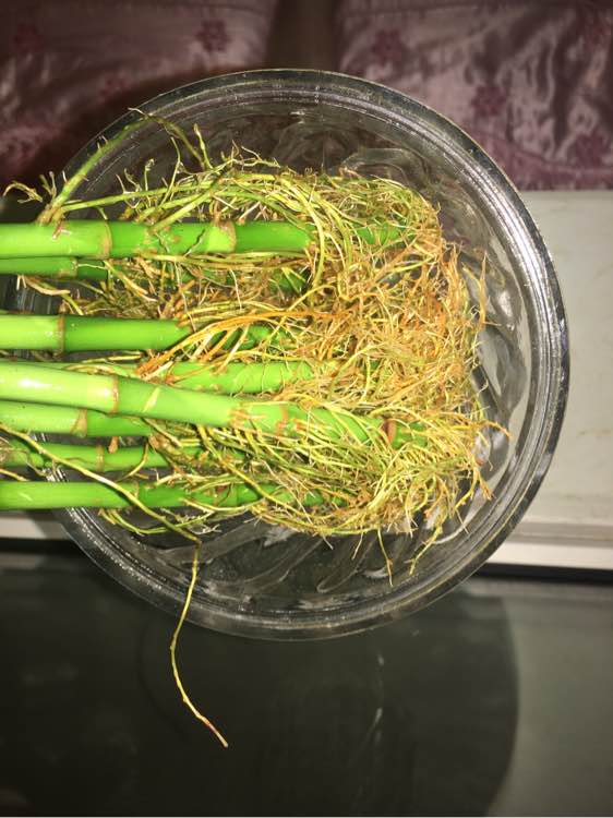 花友家的富贵竹连茎都养黄了，该怎么办？