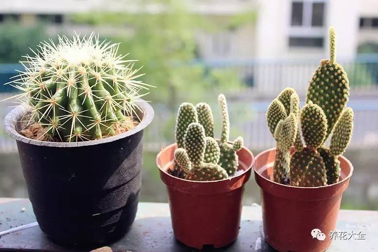 大多肉的养护技巧及注意事项,九种肉的问题