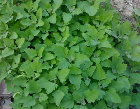 农村长在地里的中药,长在田埂上的中药