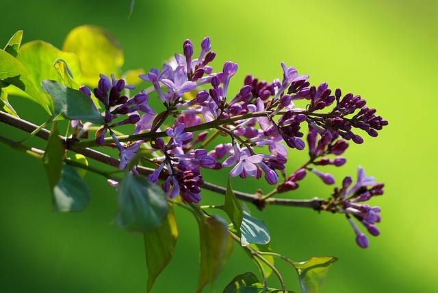 新的一年，您想体验这种香香的疗法吗？