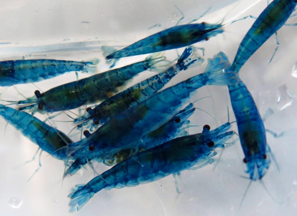 家庭养虾有成功的吗,家庭养观赏虾视频