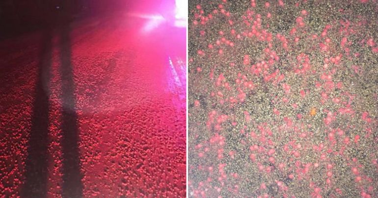 美国农民被抓到用彩虹糖当牛饲料！因为便宜