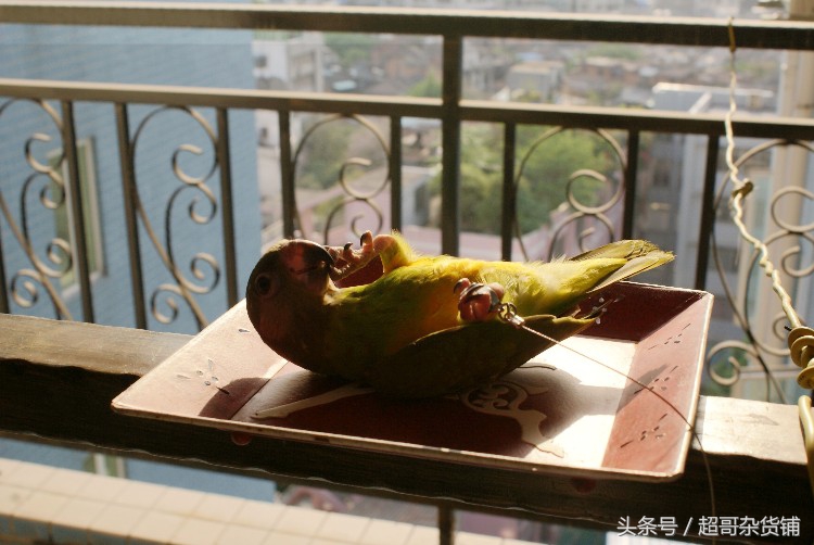 鹦鹉的养法注意事项,鹦鹉怎么养注意事项图解