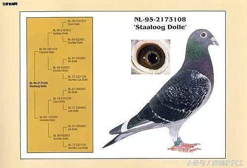 著名赛鸽家杨阿腾,赛鸽血统杨阿腾