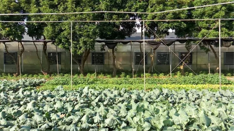 元旦北海好玩的地方,春节去北海还是去西双版纳好玩
