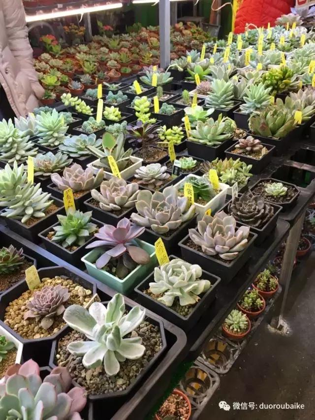 台湾寻肉之旅：小玲带你逛春节的台北花市！