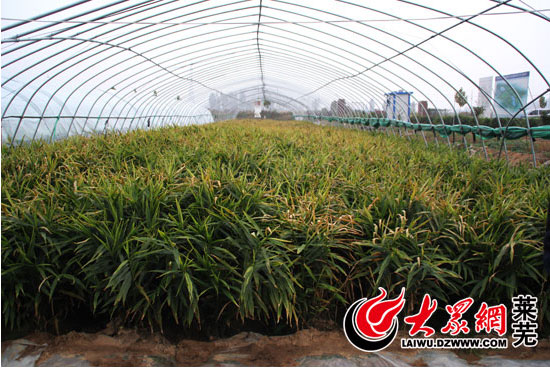 地理标志产品莱芜生姜,关于莱芜生姜品牌故事