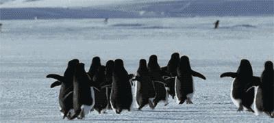 30秒抓鸽子,八个神器抓鸽子