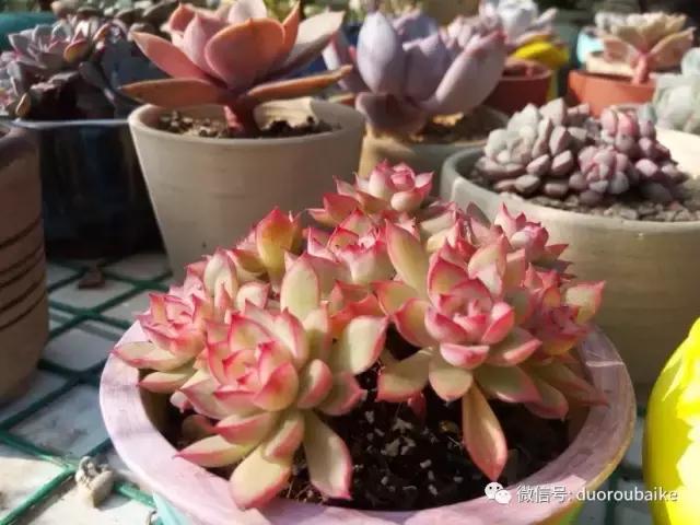 效果感人的多肉对比：终于等到你，还好我没放弃！