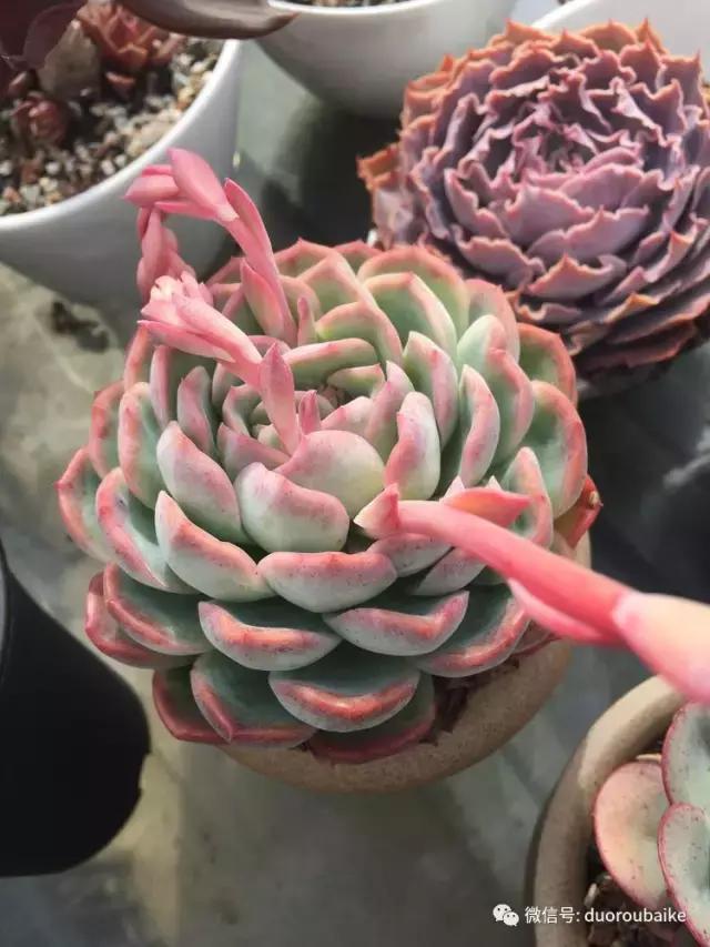 多肉是黯淡生活里的良药,多肉是解决烦恼和疲惫的良药