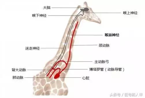喉返神经的解剖视频,损伤喉上神经和喉返神经的区别