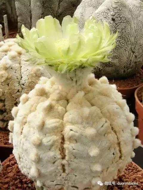 沙子可以种多肉吗,你还在用营养土种多肉吗