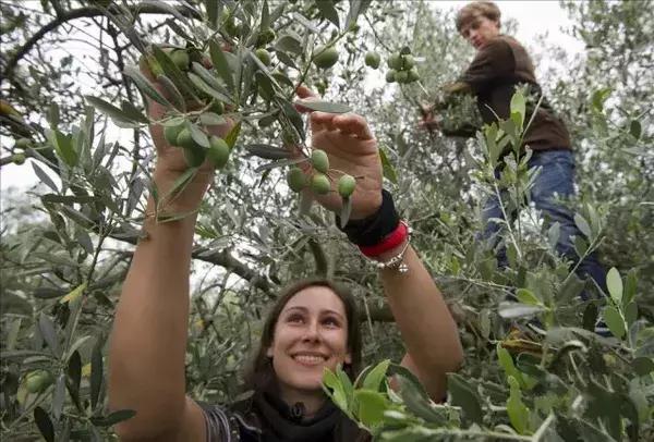 橄榄油为什么都是西班牙的呢,走进西班牙塞维利亚