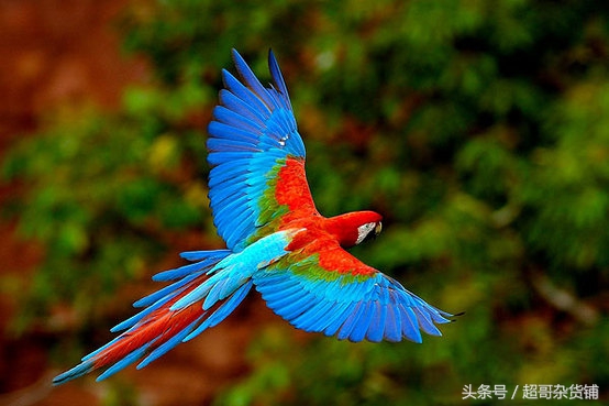 不同鹦鹉的形态和特征图片,各品种鹦鹉体型区别