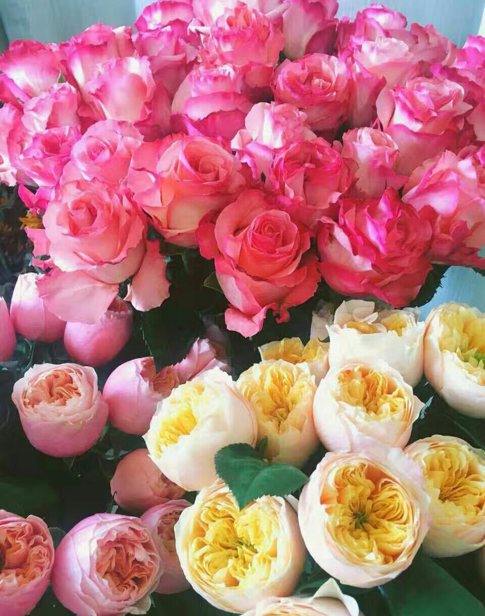 玫瑰集爱与美于一身,集爱与美于一身的玫瑰花