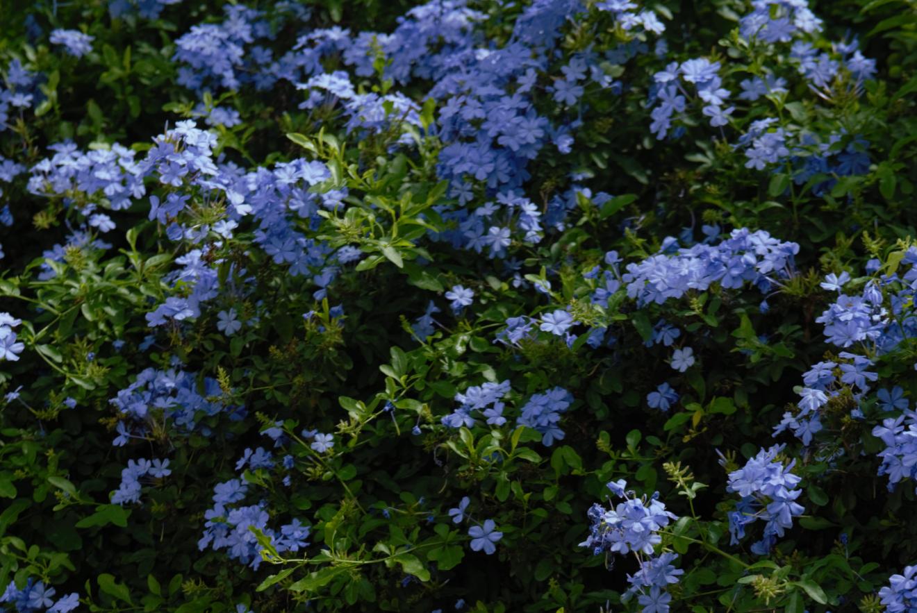 斯里兰卡这个国家,斯里兰卡有哪些与众不同之处